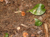 Laccaria bicolor image