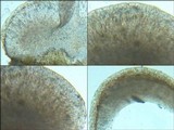 Fuscopannaria ignobilis image