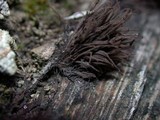 Stemonitis fusca image
