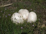 Calvatia pachyderma image