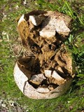 Calvatia pachyderma image