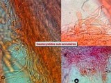 Agrocybe molesta image