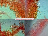 Agrocybe molesta image