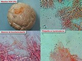 Agrocybe molesta image