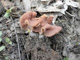 Gyromitra brunnea image