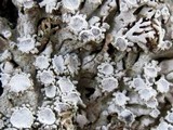 Physconia venusta image