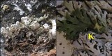 Physconia venusta image