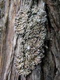 Physconia venusta image