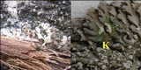Physconia venusta image