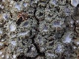 Physconia venusta image