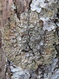 Physconia venusta image