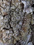 Physconia venusta image