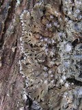 Physconia venusta image