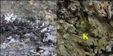 Physconia venusta image