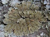 Physconia enteroxantha image