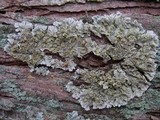 Physconia perisidiosa image
