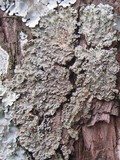 Physconia enteroxantha image