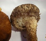 Lentinula edodes image
