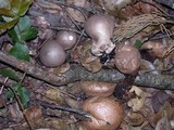 Lycoperdon umbrinum image