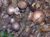Lycoperdon umbrinum image