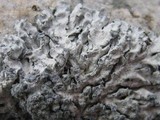 Physcia caesia image