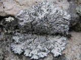 Physcia caesia image