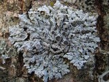 Physcia aipolia image