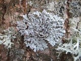 Physcia aipolia image