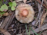 Agaricus semotus image