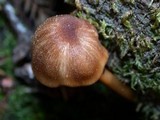 Entoloma formosum image