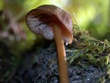 Entoloma formosum image