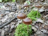 Psilocybe turficola image