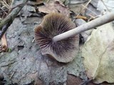 Psilocybe turficola image