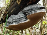 Phellinus igniarius image