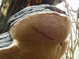 Phellinus igniarius image