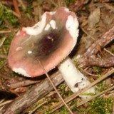 Russula fragilis image