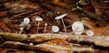 Marasmius olneii image