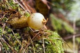Calostoma lutescens image