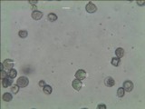 Oudemansiella platensis image