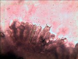 Oudemansiella platensis image