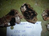 Taeniolina scripta image