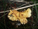 Tapinella panuoides image