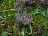 Thelephora palmata image