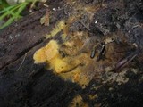 Tomentella bryophila image