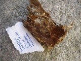 Tomentella calcicola image