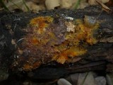 Tomentella crinalis image