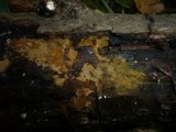 Tomentella ferruginea image