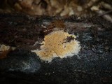 Tomentella ferruginea image
