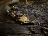 Tomentella ferruginea image