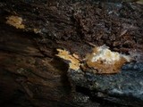 Tomentella ferruginea image
